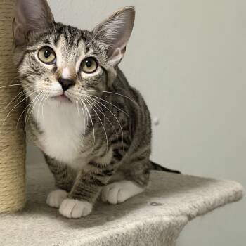 Hawk -  American Shorthair Cat for Adoption in Highland Park, New Jersey - Hawk | PetCurious