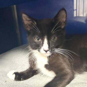 Mykka -  Domestic Short Hair Cat for Adoption in Los Angeles, California - Mykka | PetCurious