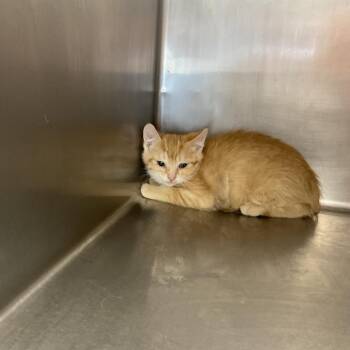 Domestic Short Hair Cats Available for Adoption in Saint Joseph, Missouri - Damon | PetCurious