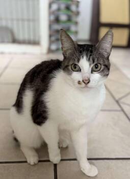 MARILYN -  Domestic Short Hair Cat for Adoption in Rowland Heights, California - MARILYN | PetCurious