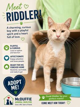 Riddler -  Domestic Short Hair Cat for Adoption in Thomson, Georgia - Riddler | PetCurious