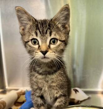 Domestic Short Hair Cats Available for Adoption in Sioux City, Iowa - Todd | PetCurious