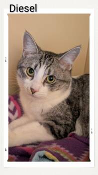 Domestic Short Hair Cats Available for Adoption in Caistor Centre, Ontario - Diesel | PetCurious