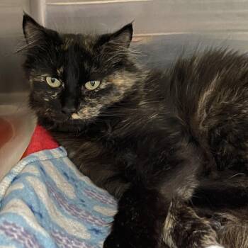 Domestic Long Hair Cats Available for Adoption in Salt Lake City, Utah - Aris | PetCurious