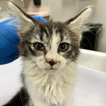 Phoebe -  Domestic Medium Hair Cat for Adoption in Las Cruces, New Mexico - Phoebe | PetCurious