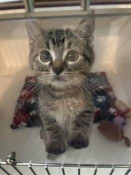 Rudolph Valentino -  Domestic Short Hair Cat for Adoption in Ferndale, Michigan - Rudolph Valentino | PetCurious