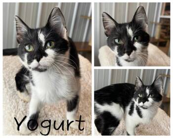 Yogurt -  Domestic Short Hair Cat for Adoption in Pierceton, Indiana - Yogurt | PetCurious