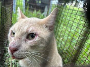 STARK -  Domestic Short Hair Cat for Adoption in Ocala, Florida - STARK | PetCurious