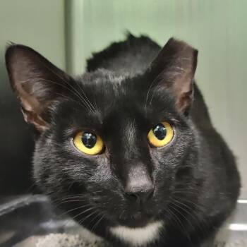 Domestic Short Hair Cats Available for Adoption - Friday | PetCurious