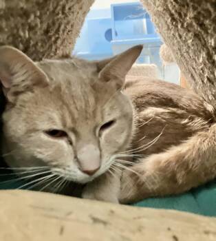 Domestic Short Hair Cats Available for Adoption - Ilya | PetCurious