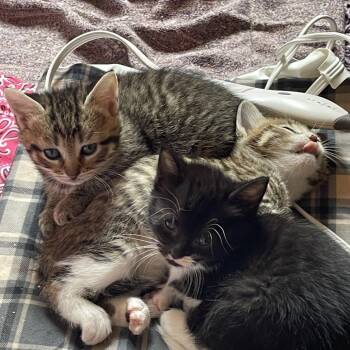 Raspberry -  Domestic Short Hair Cat for Adoption in Baltimore, Maryland - Raspberry | PetCurious