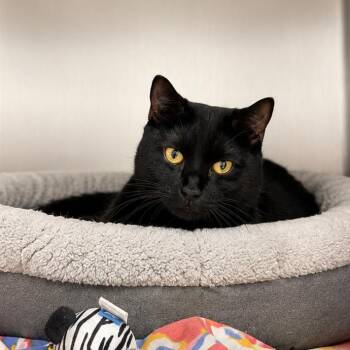 Claude -  Domestic Short Hair Cat for Adoption in Hopkinton, Massachusetts - Claude | PetCurious