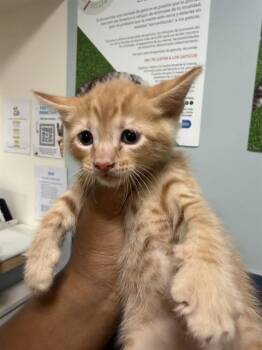 ALVIN -  Domestic Short Hair Cat for Adoption in Doral, Florida - ALVIN | PetCurious