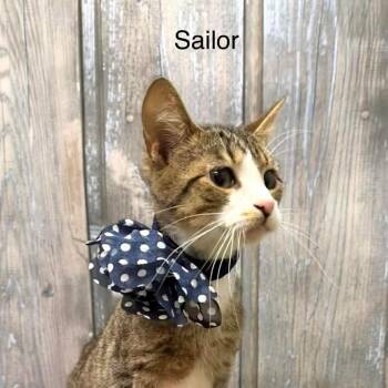 Sailor -  Domestic Short Hair Cat for Adoption in Parkersburg, West Virginia - Sailor | PetCurious