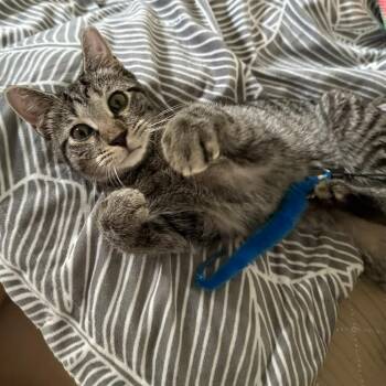 Rescue Tabby and Domestic Short Hair Cats for Adoption in UNIVERSITY PA, Maryland - Pepper | PetCurious