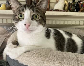 Keisha -  American Shorthair Cat for Adoption - Keisha | PetCurious