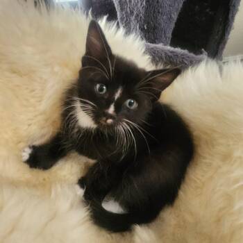 Domestic Short Hair Cats Available for Adoption in Allen, Texas - Cocada | PetCurious