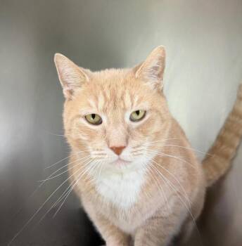 Louey -  Domestic Short Hair Cat Available for Adoption in State College, Pennsylvania - Louey | PetCurious
