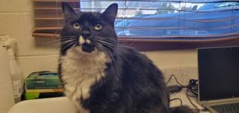 Ash -  Domestic Long Hair Cat for Adoption in Salt Lake City, Utah - Ash | PetCurious