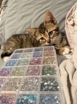 Natasha - Available in Foster -  Domestic Short Hair Cat for Adoption in Morristown, New Jersey - Natasha - Available In Foster | PetCurious