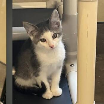 Yoyo -  Domestic Short Hair Cat for Adoption in Dubuque, Iowa - Yoyo | PetCurious