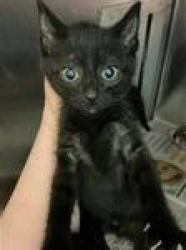 Eclipse -  Domestic Short Hair Cat for Adoption in Heathsville, Virginia - Eclipse | PetCurious