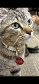 Queen Puurl -  Domestic Short Hair Cat for Adoption in St. Louis, Missouri - Queen Puurl | PetCurious