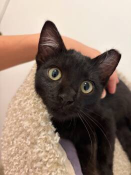 Bronson—male kitten -  Domestic Short Hair Cat for Adoption in Los Altos, California - Bronson—male Kitten | PetCurious