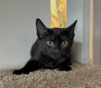 Rescue Domestic Short Hair Cats for Adoption in Parkville, Maryland - Mineral | PetCurious