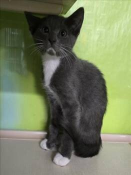 Domestic Short Hair Cats Available for Adoption - THOR | PetCurious