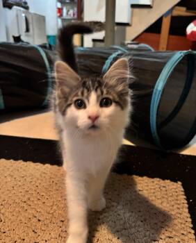 Fancy Pants -  Domestic Long Hair Cat for Adoption in Shippensburg, Pennsylvania - Fancy Pants | PetCurious