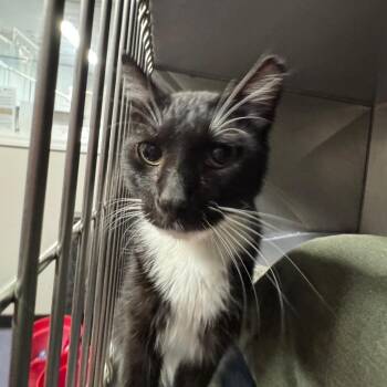 Sir Boots -  Domestic Short Hair Cat for Adoption in Edwardsville, Illinois - Sir Boots | PetCurious