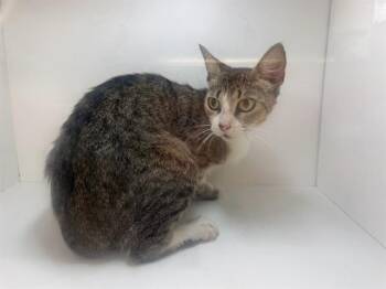CHEESE -  Domestic Short Hair Cat for Adoption in Winter Haven, Florida - CHEESE | PetCurious