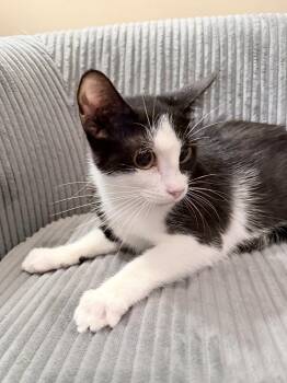 Tuxedo Cats Available for Adoption - Jet | PetCurious