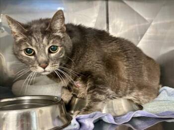 A229880 -  Domestic Short Hair Cat for Adoption in Woodland, California - A229880 | PetCurious