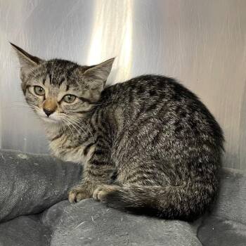 Domestic Short Hair Cats Available for Adoption in Roanoke, Virginia - Thing | PetCurious