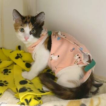 Tasha -  Domestic Short Hair Cat for Adoption in Woodinville, Washington - Tasha | PetCurious