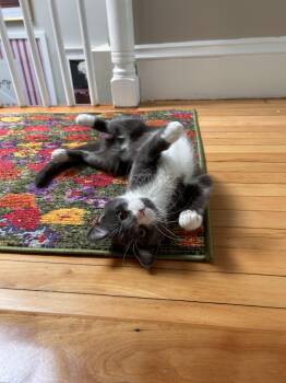 Pomegranate -  Domestic Short Hair Cat for Adoption in Melrose, Massachusetts - Pomegranate | PetCurious