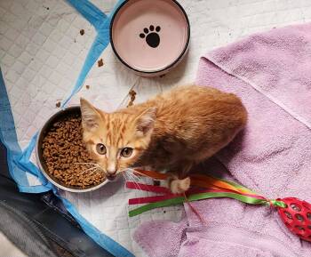 Rescue Domestic Short Hair Cats for Adoption in Camden, South Carolina - Malta (Available For Pre-adoption) | PetCurious