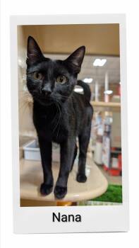 Nana -  Domestic Short Hair Cat for Adoption in Caistor Centre, Ontario - Nana | PetCurious