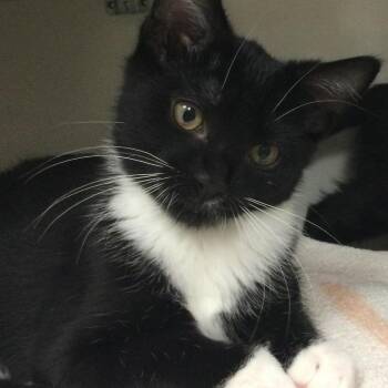 Mowgli -  Domestic Short Hair Cat for Adoption in Redwood City, California - Mowgli | PetCurious