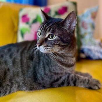 Tiger Gonzalez -  Tabby and Domestic Short Hair Cat for Adoption in Friendswood, Texas - Tiger Gonzalez | PetCurious