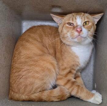 Bard -  Domestic Short Hair Cat for Adoption in Roanoke, Virginia - Bard | PetCurious