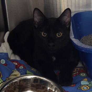 Corn Maze -  Domestic Short Hair Cat for Adoption in Oak Brook, Illinois - Corn Maze | PetCurious