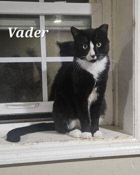 Vader -  Domestic Short Hair Cat for Adoption in Fountain Hill, Pennsylvania - Vader | PetCurious