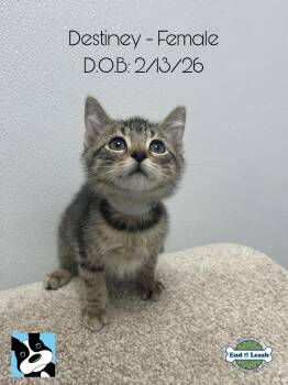 Domestic Short Hair Cats Available for Adoption in Muskego, Wisconsin - Destiny - Playful And Affectionate Kitten | PetCurious