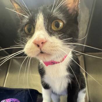 Ivy -  Domestic Short Hair Cat for Adoption in Pekin, Illinois - Ivy | PetCurious