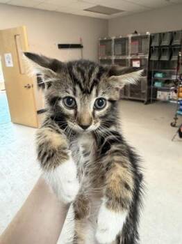 All Star -  Domestic Short Hair Cat for Adoption in Savannah, Georgia - All Star | PetCurious