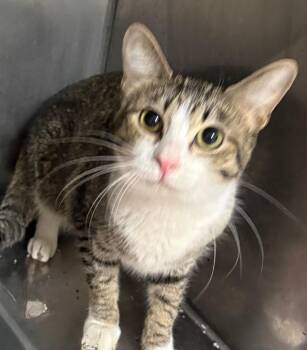 Sky -  Domestic Short Hair Cat for Adoption in Little Rock, Arkansas - Sky | PetCurious