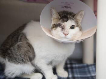 Domestic Short Hair Cats Available for Adoption - CHIVE | PetCurious